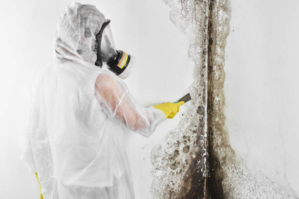 Best Certified Mold Removal  in Goldendale, WA