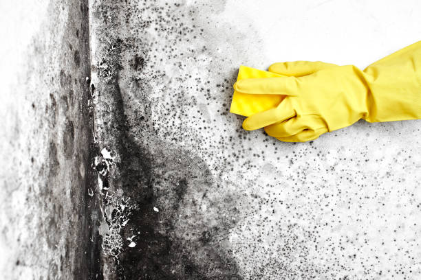 Best Professional Mold Removal  in Goldendale, WA