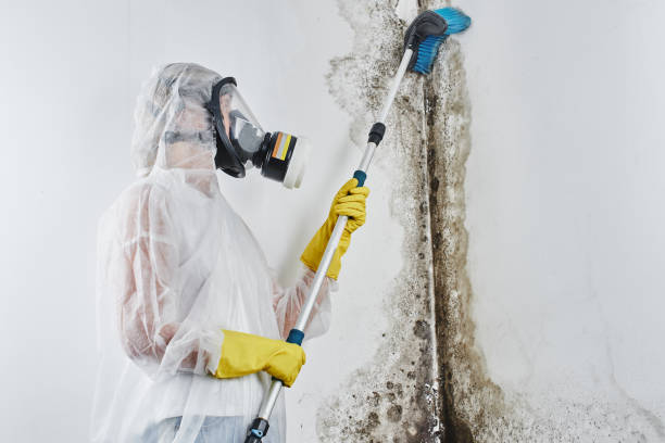 Best Mold Remediation  in Goldendale, WA