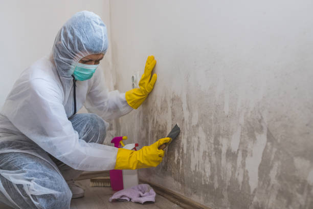 Professional Mold Removal in Goldendale, WA