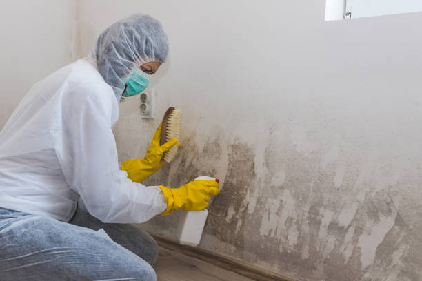 Best Attic Mold Removal  in Goldendale, WA