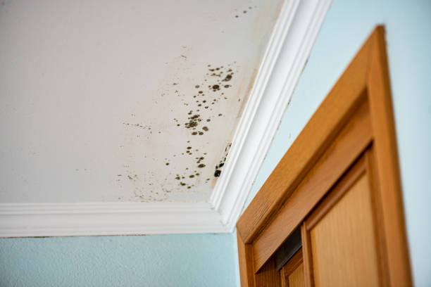 Best Mold Damage Repair  in Goldendale, WA
