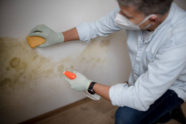 Best Affordable Mold Removal  in Goldendale, WA