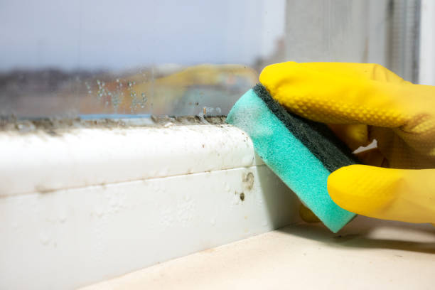 Best Same-Day Mold Removal  in Goldendale, WA