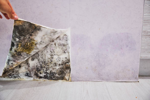 Office Mold Removal Services in Goldendale, WA